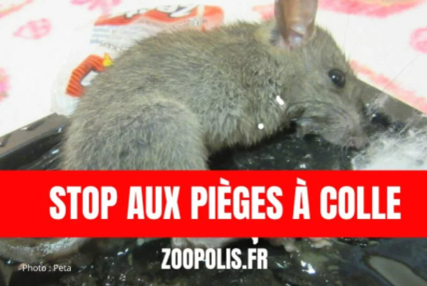 Rochefort : 20 000 signatures pour une pétition contre la vente de piège à colle dans un magasin de la ville